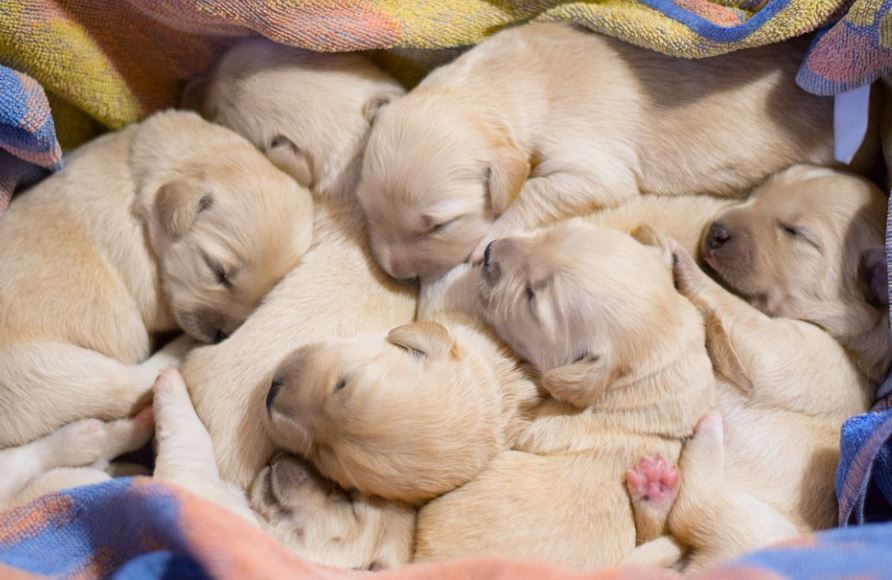 Dreaming of a puppy being born