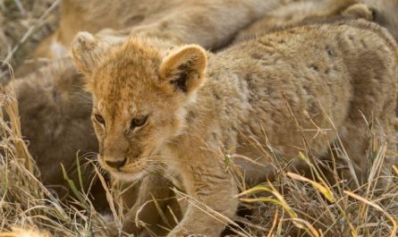 Dreaming of a little lion (8 symbolic meanings)