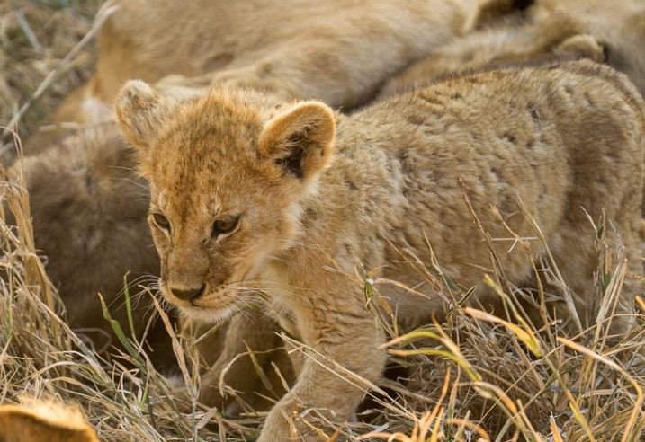 Dreaming of a little lion (8 symbolic meanings)