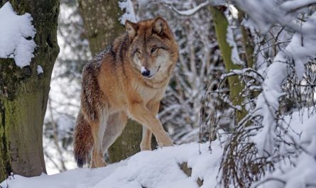 Dreaming of being bitten by a wolf (8 symbolic meanings)