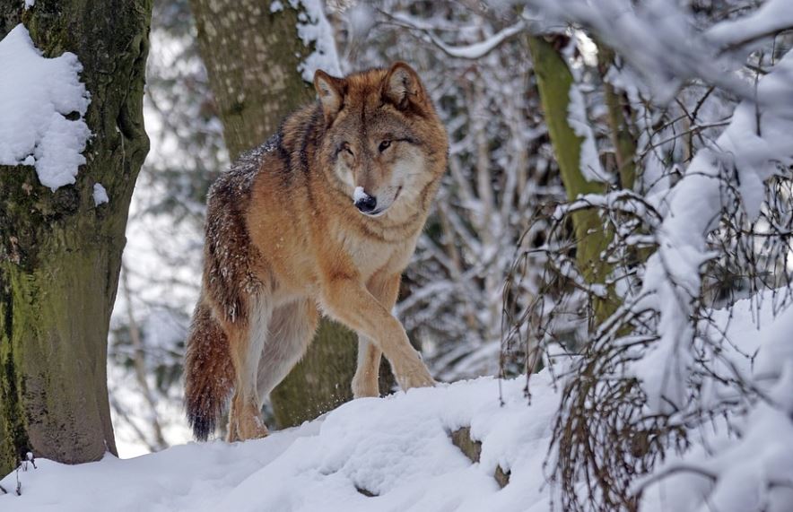 Dreaming of being bitten by a wolf (8 symbolic meanings)