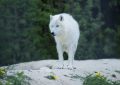 Dreaming of a White Wolf (8 symbolic meanings)