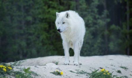 Dreaming of a White Wolf (8 symbolic meanings)