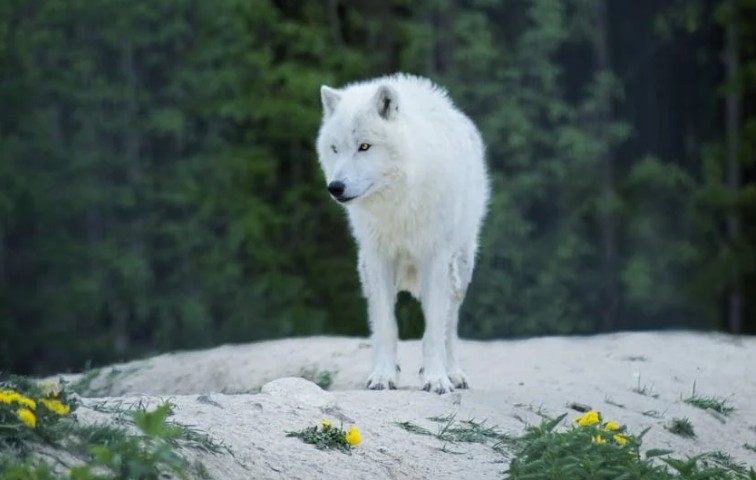 Dreaming of a White Wolf (8 symbolic meanings)