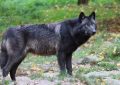 Dreaming of a Black Wolf (8 symbolic meanings)