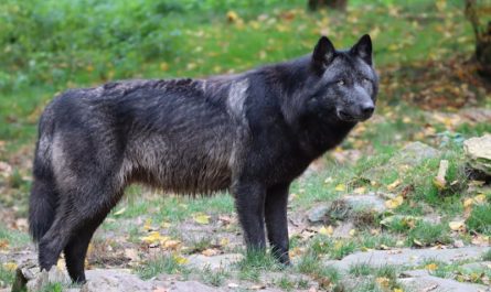 Dreaming of a Black Wolf (8 symbolic meanings)