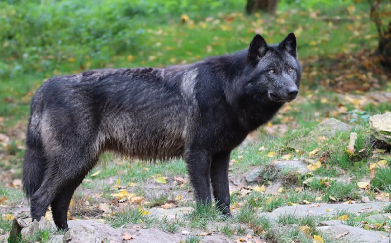 Dreaming of a Black Wolf (8 symbolic meanings)