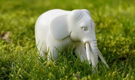 Dreaming of a White Elephant (7 symbolic meanings)