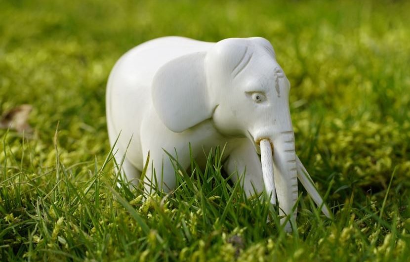 Dreaming of a White Elephant (7 symbolic meanings)