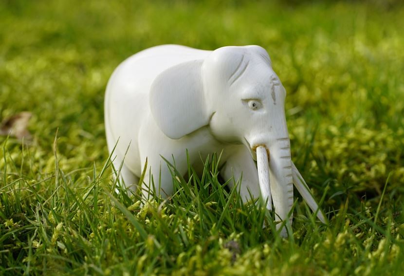 Dreaming of a White Elephant (7 symbolic meanings)