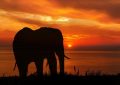 Dreaming of a Black Elephant (7 Symbolic Meanings)