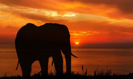 Dreaming of a Black Elephant (7 Symbolic Meanings)