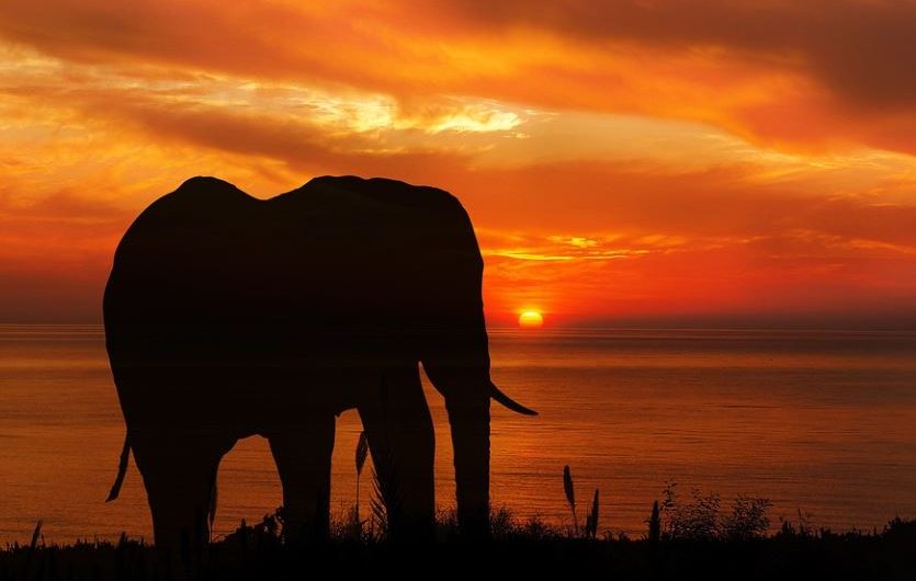 Dreaming of a Black Elephant (7 Symbolic Meanings)