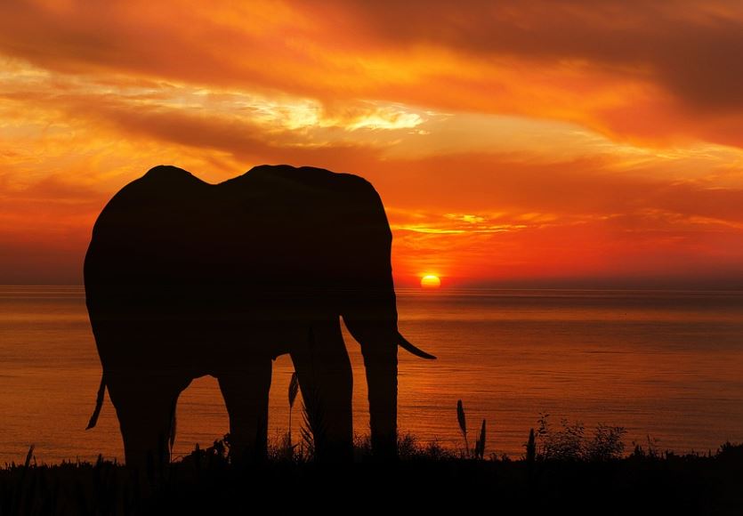 Dreaming of a Black Elephant (7 Symbolic Meanings)