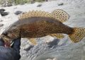 Dreaming of Stingrays (7 Symbols and Meanings)