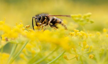 Dream about killing a long-lived wasp (5 Symbols and Meanings)