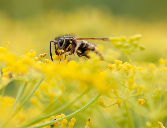Dream about killing a long-lived wasp (5 Symbols and Meanings)