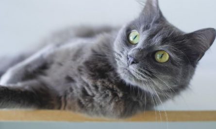 Dream about gray cat (5 Symbols and Meanings)