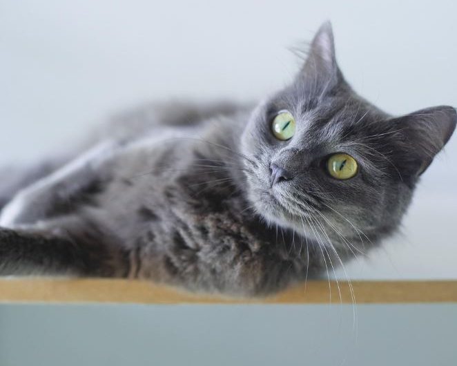 Dream about gray cat (5 Symbols and Meanings)