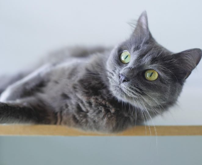 Dream about gray cat (5 Symbols and Meanings)