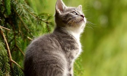 Dream about being bitten by a gray cat (5 Symbols and Meanings)