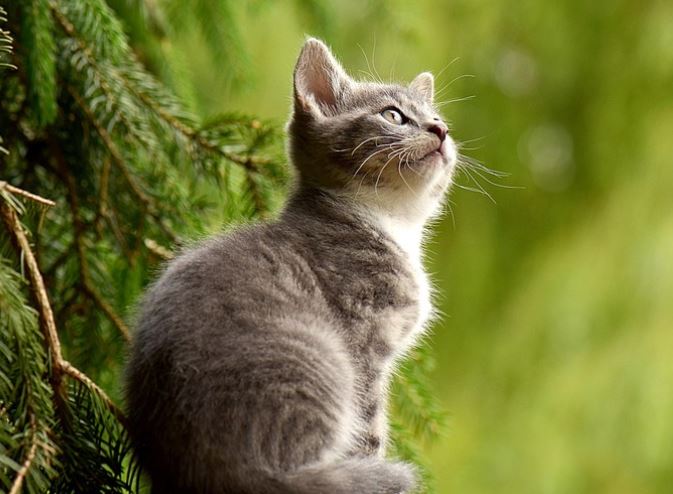 Dream about being bitten by a gray cat (5 Symbols and Meanings)