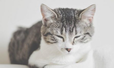 Dream about a gray cat biting (5 Symbols and Meanings)