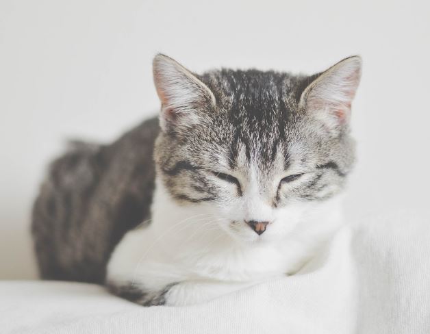 Dream about a gray cat biting (5 Symbols and Meanings)