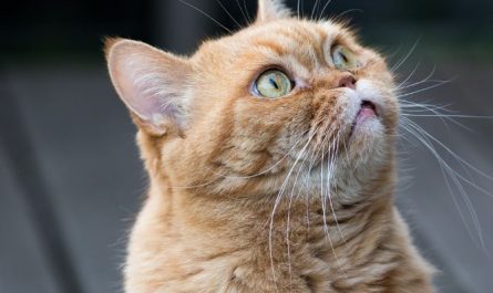 Dream about a yellow cat (5 Symbols and Meanings)