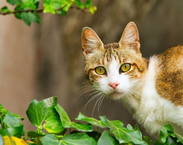 Dream about being bitten by a yellow cat (5 Symbols and Meanings)