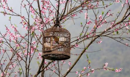 Dream about cages : 10 Symbols and Meanings