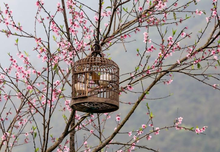 Dream about cages : 10 Symbols and Meanings