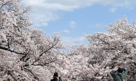 Dreaming about cherry blossoms : 8 Symbols and Meanings