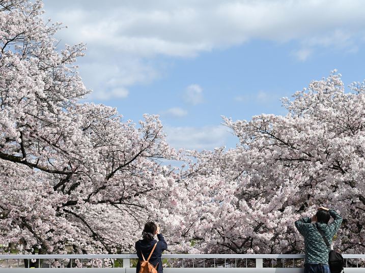 Dreaming about cherry blossoms : 8 Symbols and Meanings