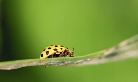 Dream about insects : 20 Symbols and Meanings