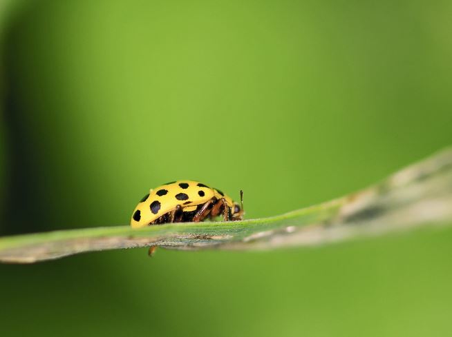 Dream about insects : 20 Symbols and Meanings