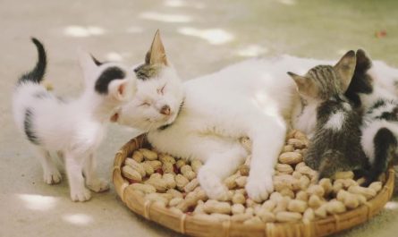Dream about playing with cats : 12 Symbols and Meanings