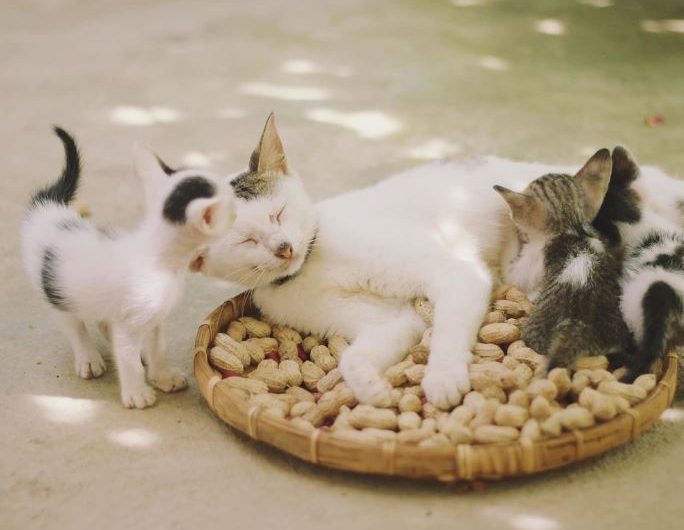 Dream about playing with cats : 12 Symbols and Meanings