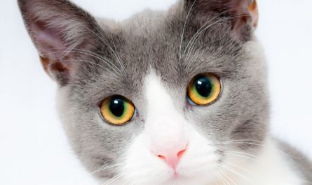 Dream about catching a cat : 14 Symbols and Meanings