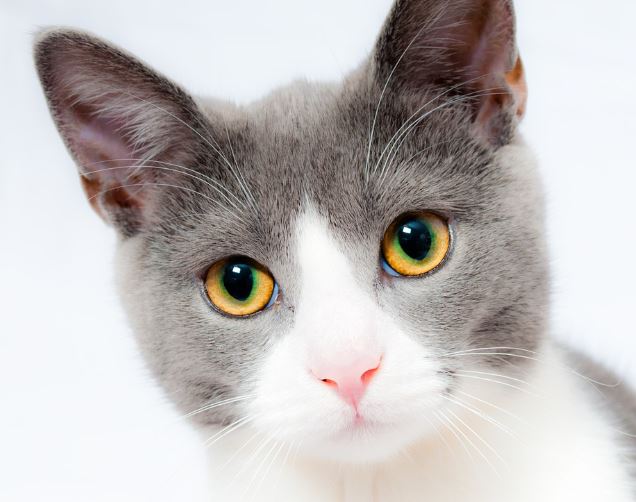 Dream about catching a cat : 14 Symbols and Meanings