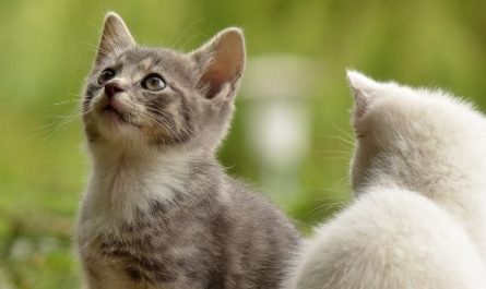 Dream about feeding cats : 17 Symbols and Meanings