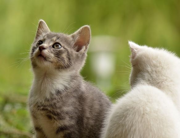 Dream about feeding cats : 17 Symbols and Meanings