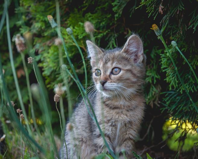 Dream about cat death : 11 Symbols and Meanings