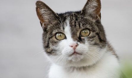 Dream about being bitten by a cat : 15 Symbols and Meanings