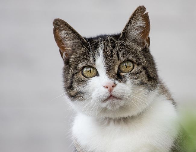 Dream about being bitten by a cat : 15 Symbols and Meanings