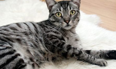 Dream about cat catching mouse : 14 Symbols and Meanings