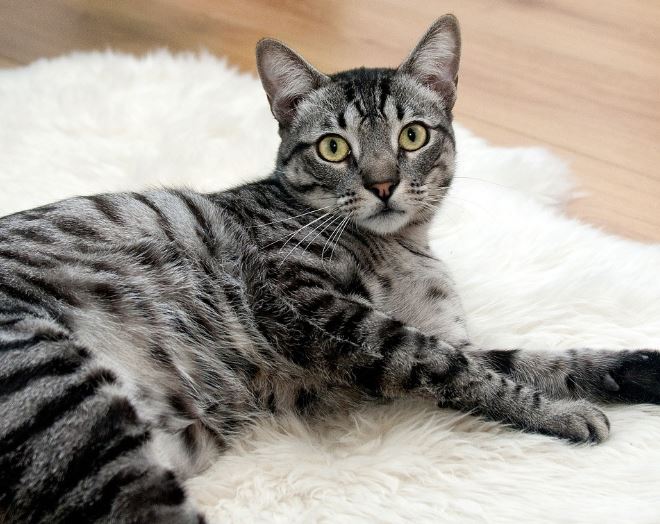 Dream about cat catching mouse : 14 Symbols and Meanings