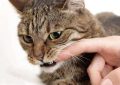 Dream about cat biting : 12 Symbols and Meanings