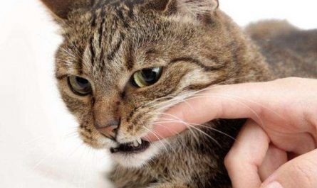 Dream about cat biting : 12 Symbols and Meanings