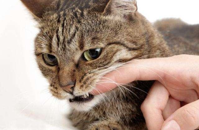 Dream about cat biting : 12 Symbols and Meanings